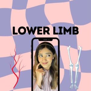 Lower limb