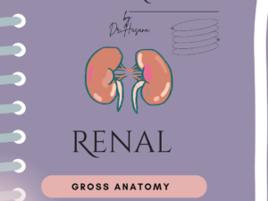 Renal & Posterior Abdominal Wall Crash Notes