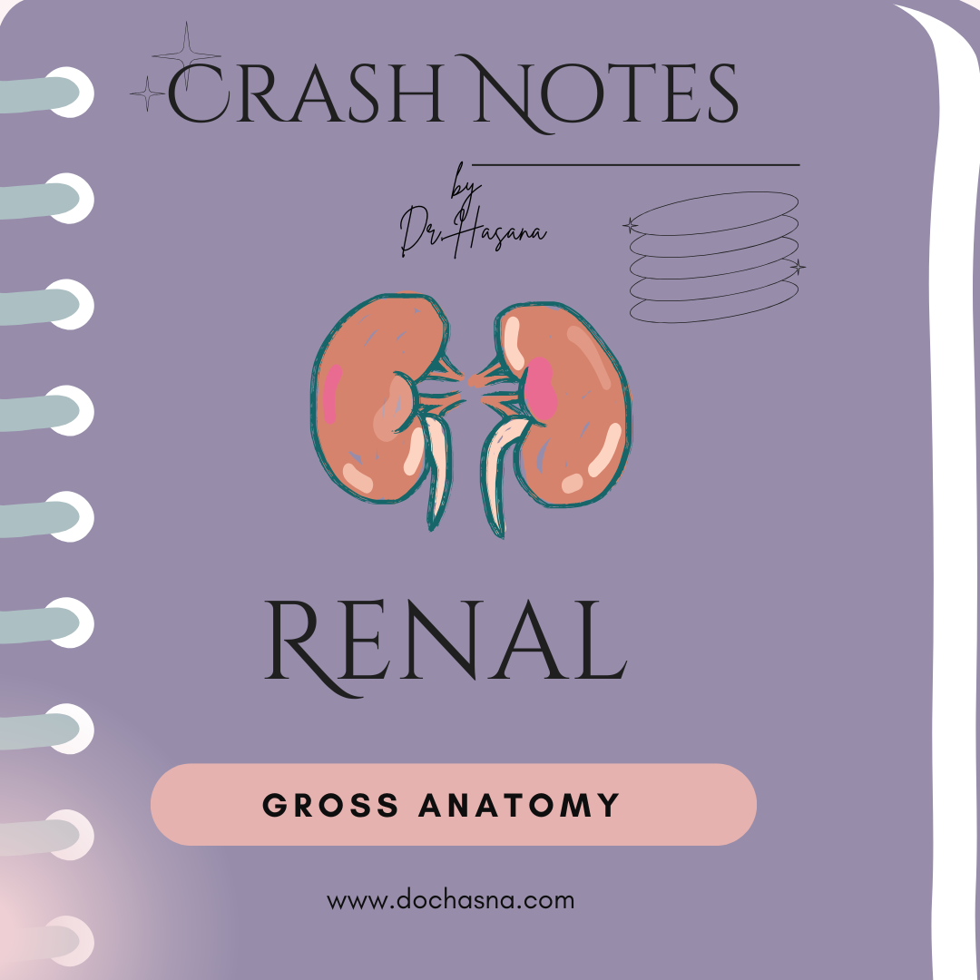 Renal & Posterior Abdominal Wall Crash Notes