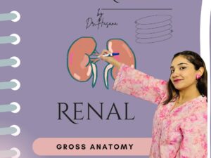 Renal & Posterior Abdominal Wall Crash Notes