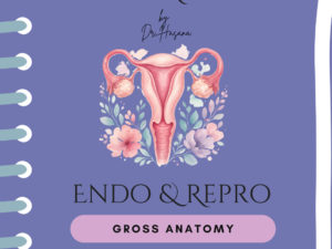 Endocrine & Reproductive Gross Anatomy Crash Notes