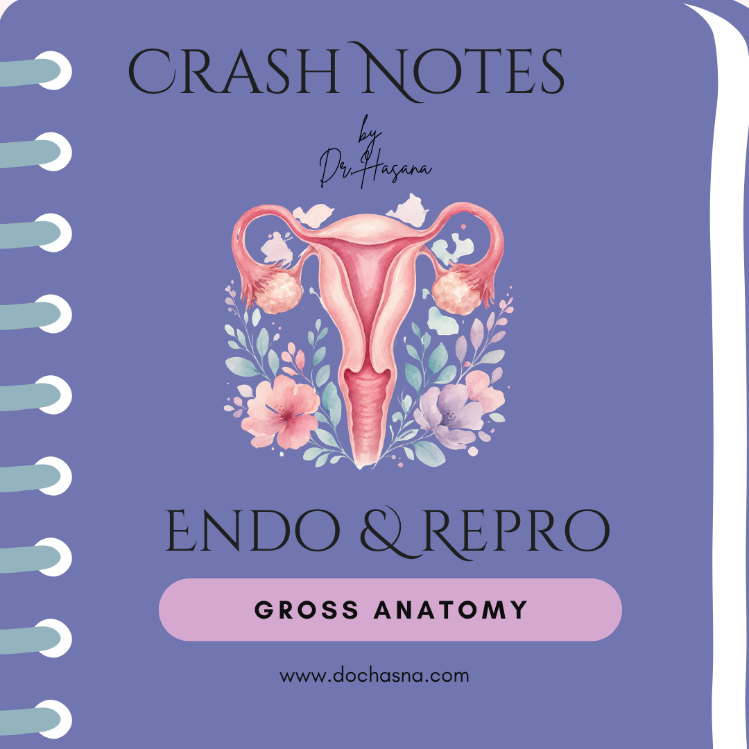 Endocrine & Reproductive Gross Anatomy Crash Notes
